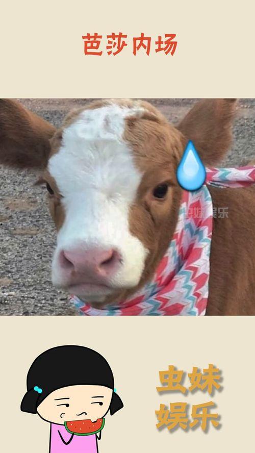 娱乐吃瓜酱猫抢鸡仔,猫界“抢鸡仔”大战，萌态百出！  第2张